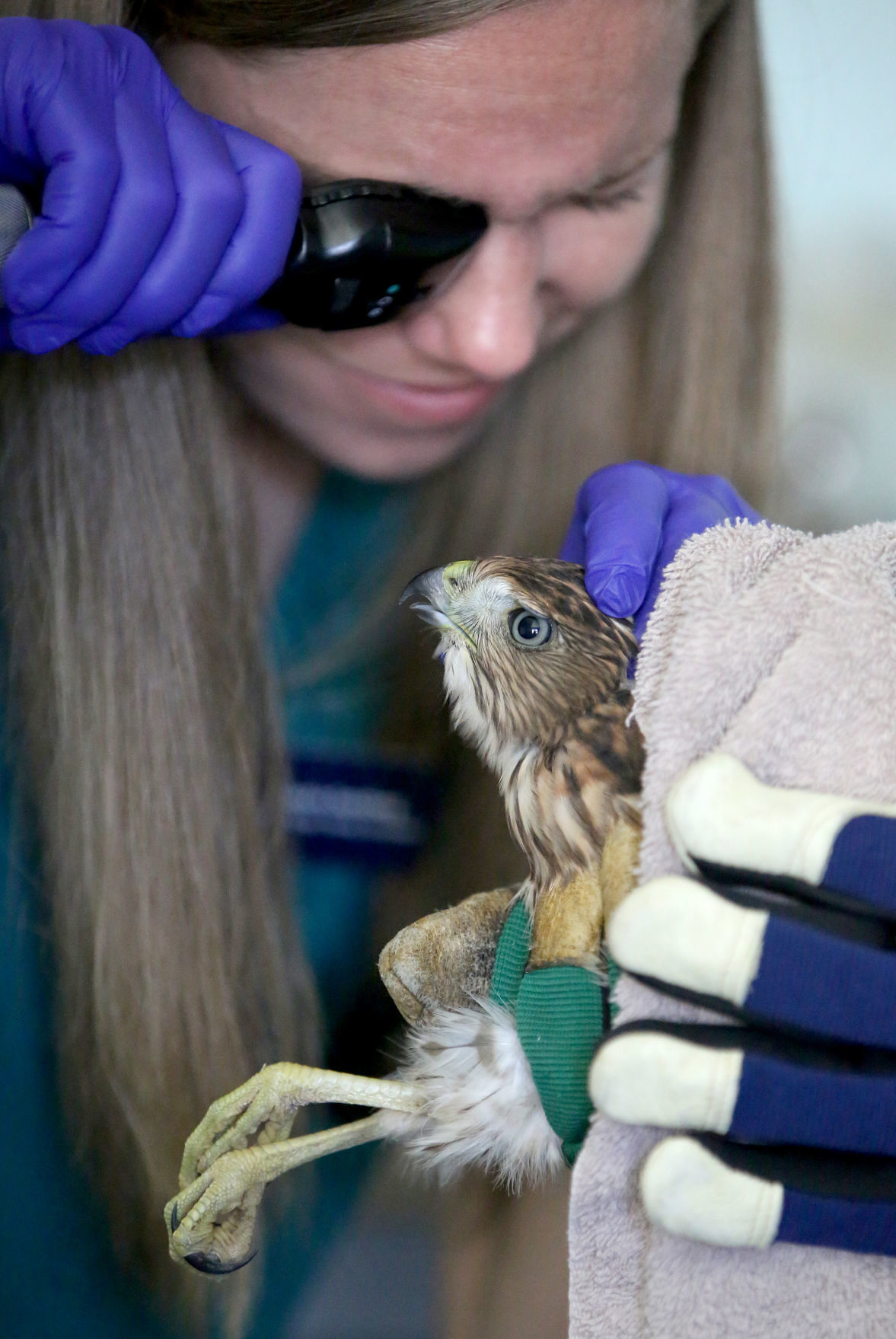 WILDLIFE CENTER